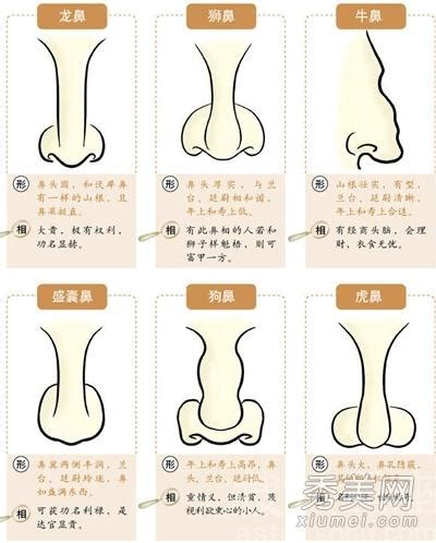 鼻子 面向|鼻相分析10款｜鼻樑有節及橫紋、豬膽鼻、鼻頭下垂代表甚麼？姻 